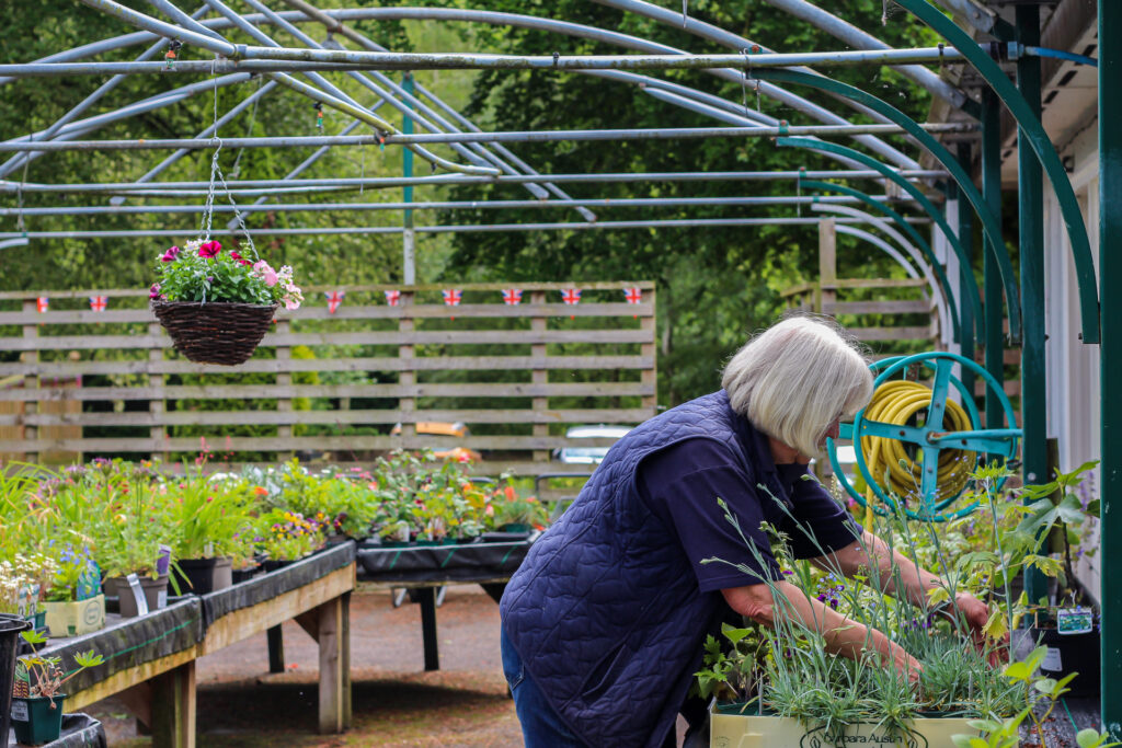 Woman volunteer tending plants at Old Sarum Garden Centre